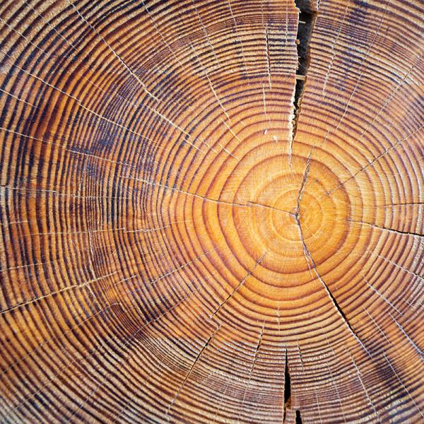 Tree rings radiocarbon dating