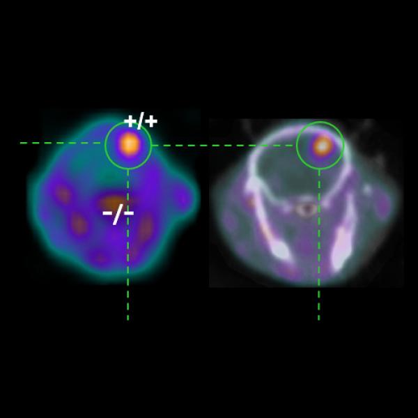 PET scan animal brain