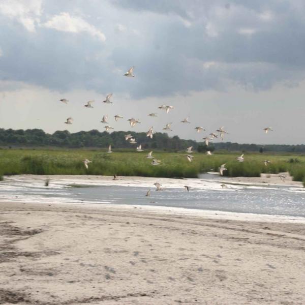 Shorebirds Background Information