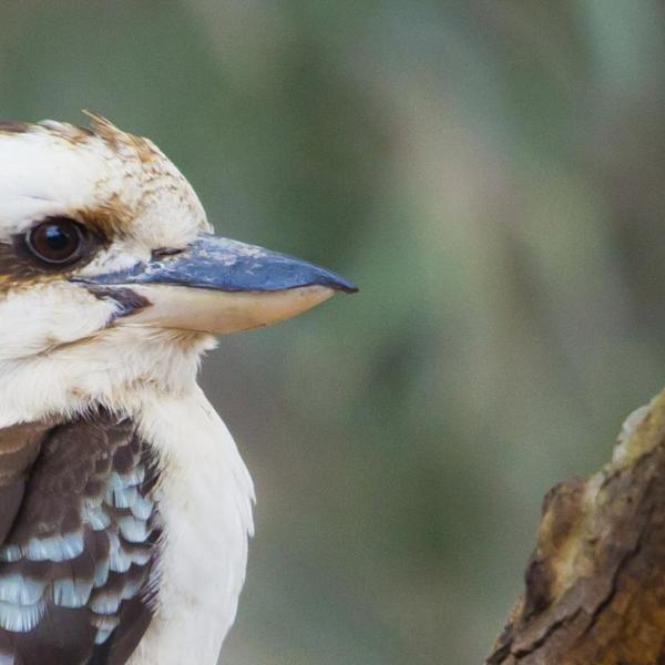 kookaburra