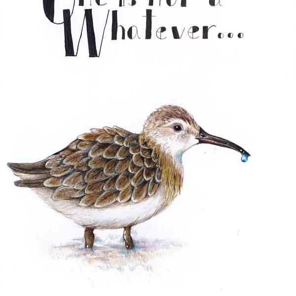 Shorebirds Competition 2021