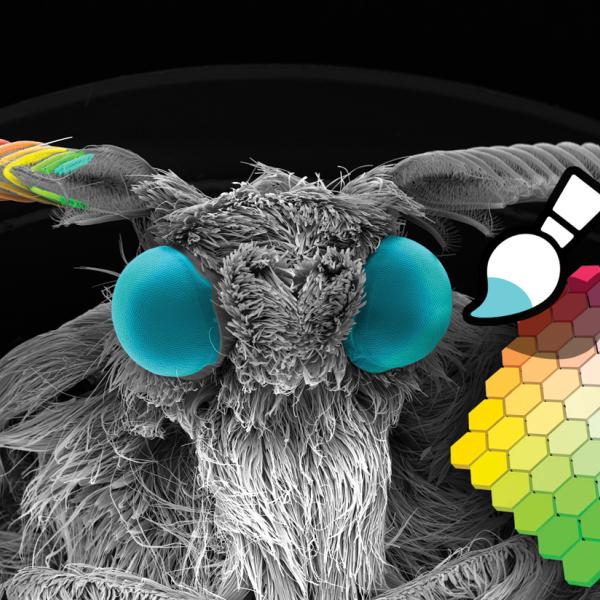 Incredible Insects Competition 