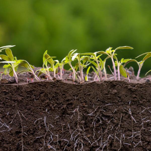 Soil