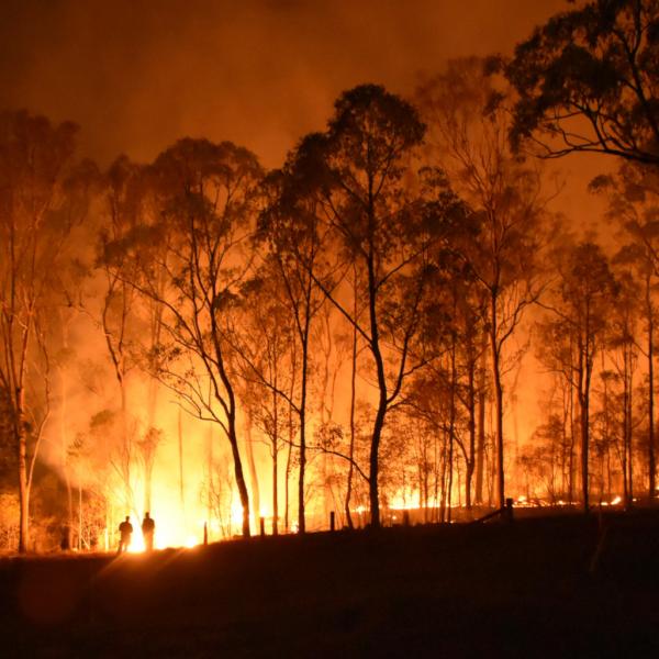 bushfire