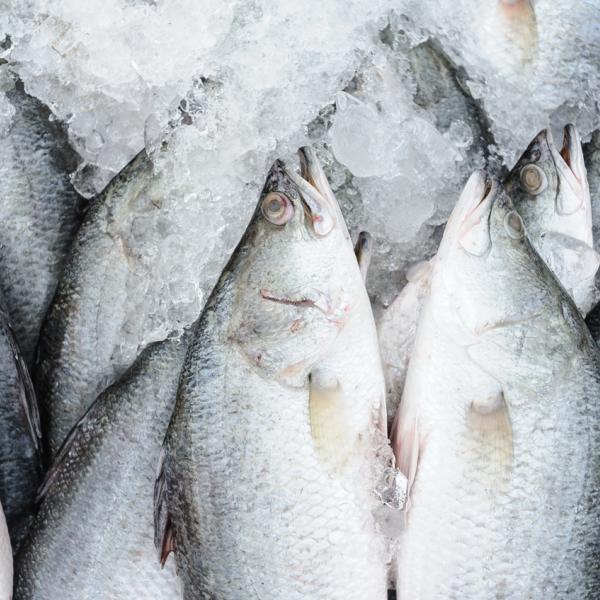 Barramundi