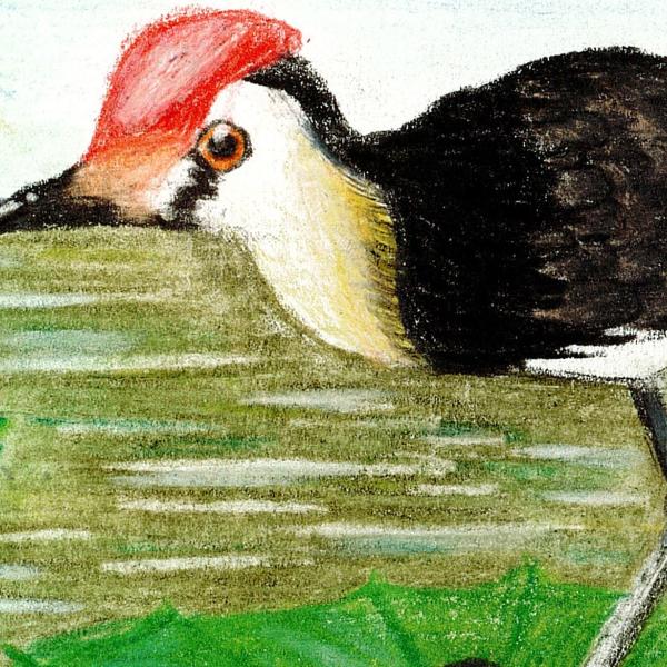 Shorebirds Jacana
