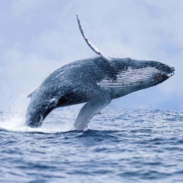 Humpback whale