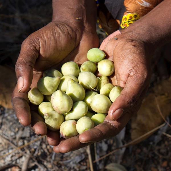 Kakadu plum