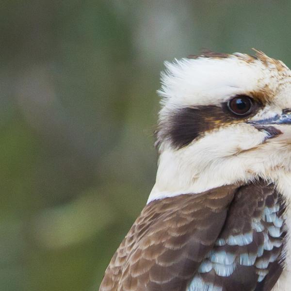 Kookaburra