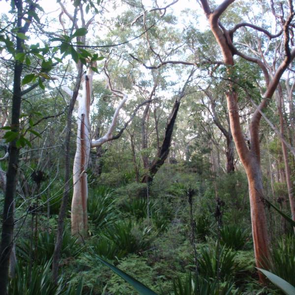 Melinga Molung Gully