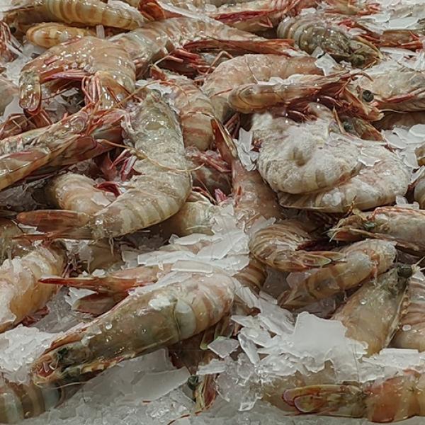 Seafood at market