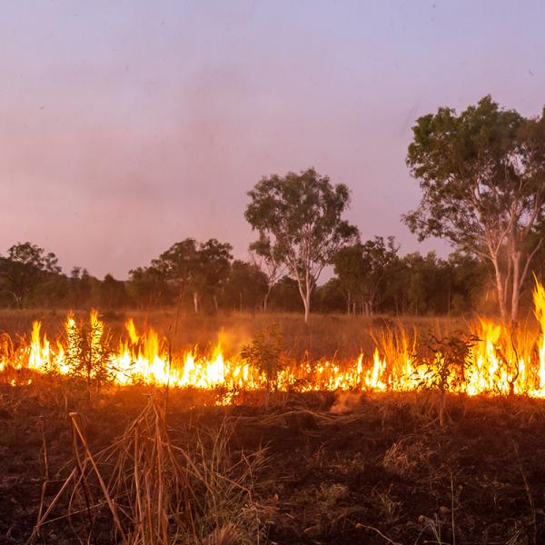 Traditional burning Kimberley