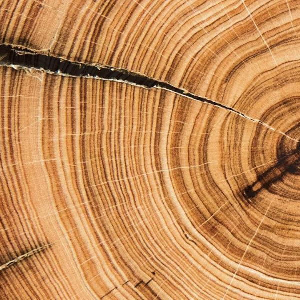 Tree rings