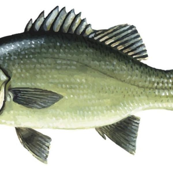 Australian bass