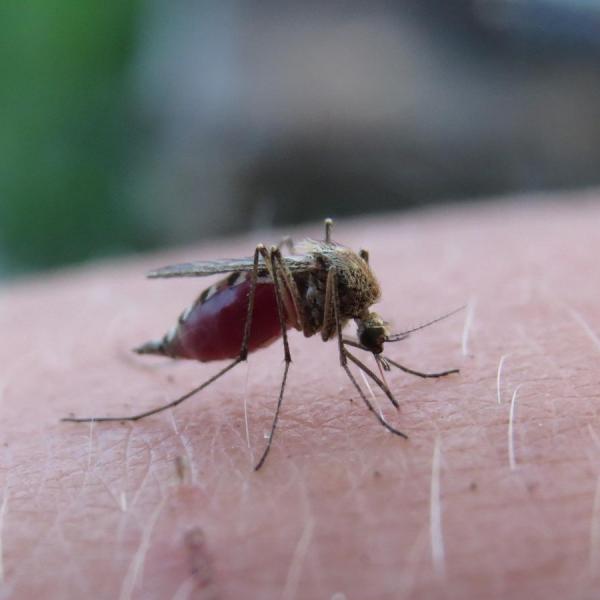 malaria