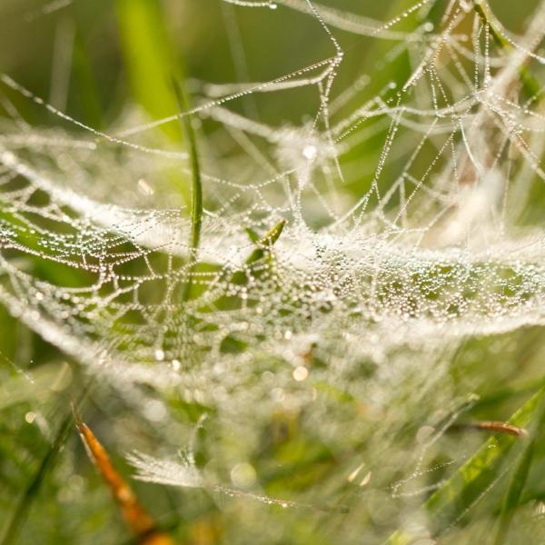 Spider silk