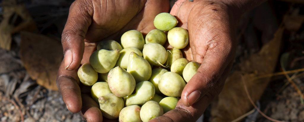 Kakadu plum