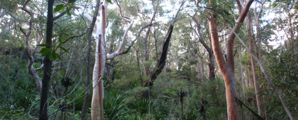 Melinga Molung Gully