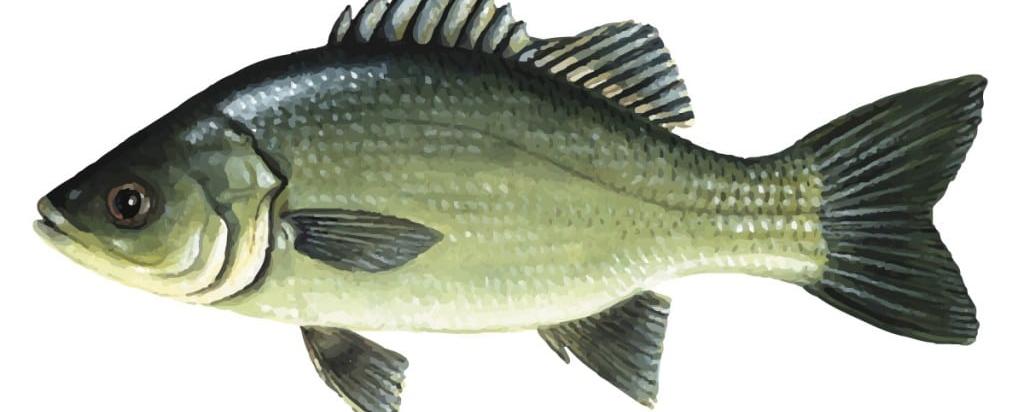 Australian bass