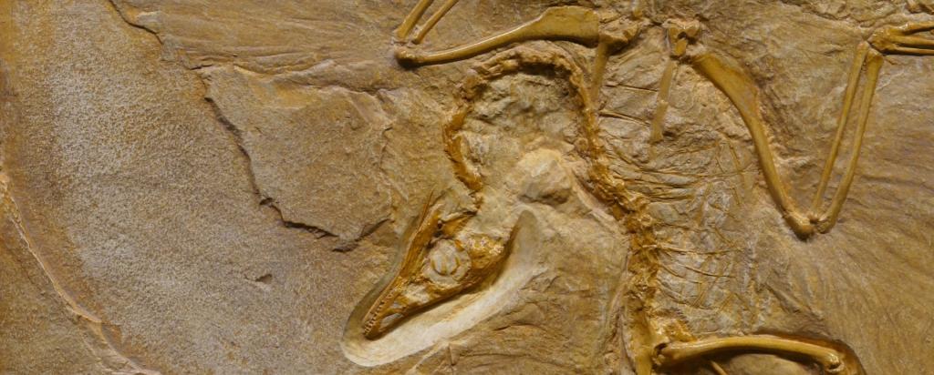 dinosaur fossil