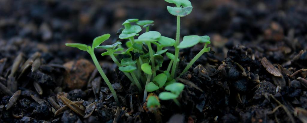 stock image of seeding in soil