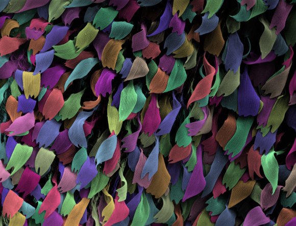 Claire S (Year 8) from Towradgi NSW