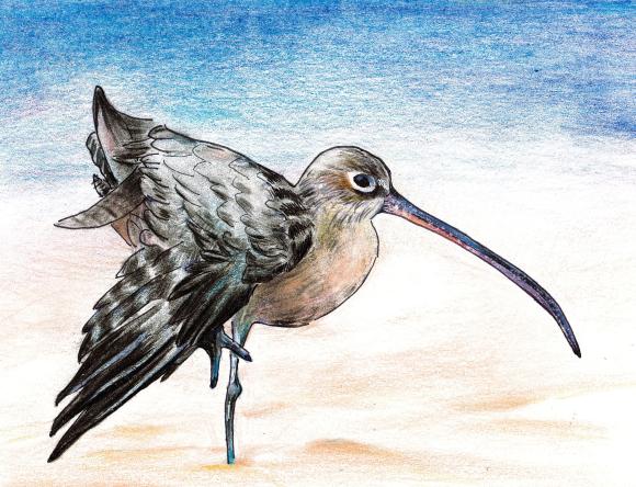 1st Y5-6 Schools - Peta D, Macarthur Anglican School, NSW