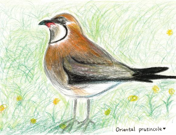 3rd Y5-6 Schools - Nolan H, Trinity Grammar School, NSW