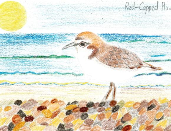 HC Y3-4 Individual - Cathy W, Dover Heights, NSW