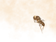 wasp