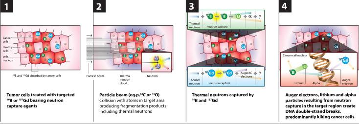 NCEPT impact on cells