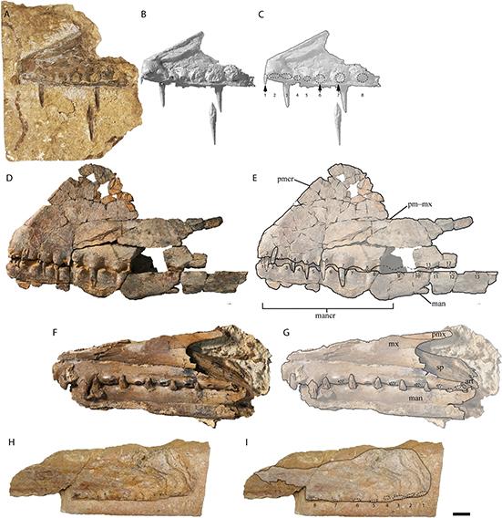 Australian pterosaur cranial material