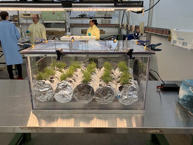 Plants and fungi experiment
