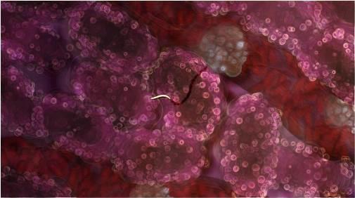 malaria parasite