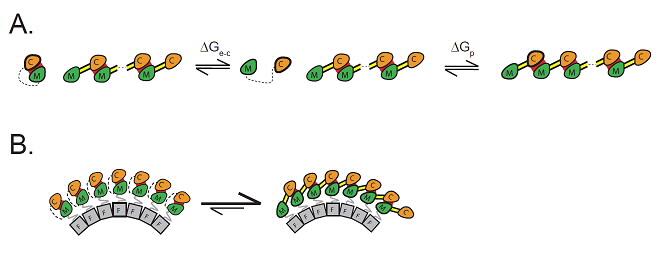 Flagella Motor Fig 3